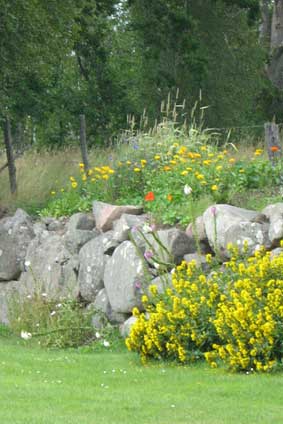 stone wall (summer)