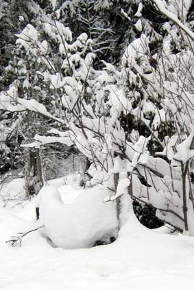 stone wall? (winter)